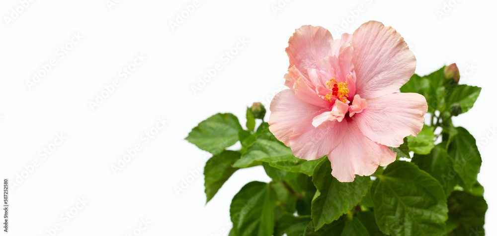 Fototapeta premium Hibiscus flower with leaves on white background.