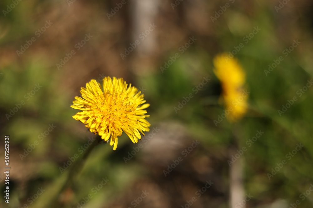 Yellow sow-thistle flower in a green grass meadow, yellow dandelion on green background. High quality photo Yellow sow-thistle flower in a green grass meadow, yellow dandelion on green background. High quality photo
