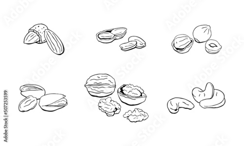 Hand Drawn Nuts illustration set, ink sketch vector drawing, Black and White Doodle style vector illustration