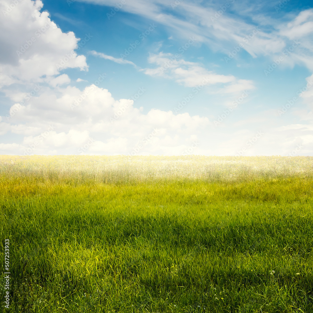 beautiful summer fields