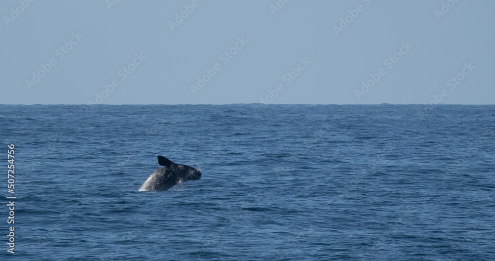 Fototapeta premium Südlicher Glattwal (Eubalaena australis) springt aus dem Meer