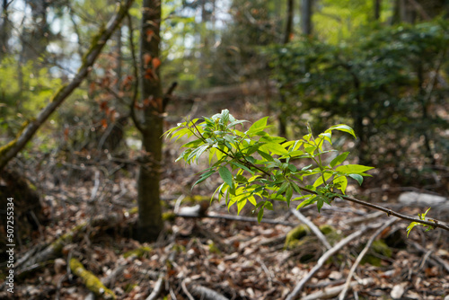 Forest areas in Germany photographed in the spring month of May