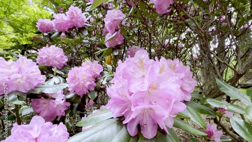 rhododendron in boone nc, north carolina near blowing rock nc photo