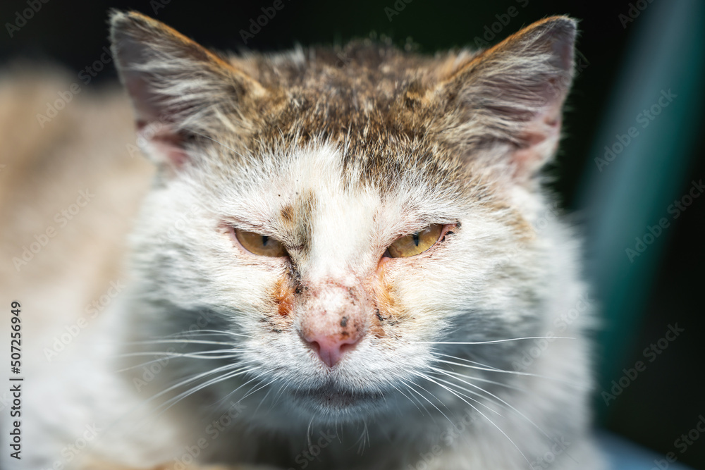 Portrait of a homeless cat with sore eyes