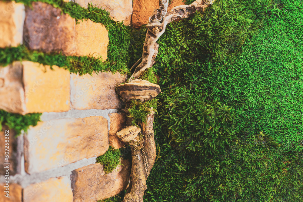 Brick wall in the office, decorated with stabilized moss, driftwood, ferns