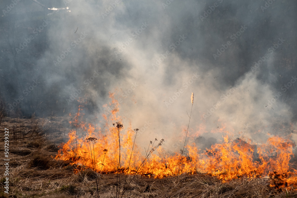Field burning. Burning dry grass in the forest, forest fire and smoke.