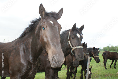 Curious work horses interested in what s over the fence