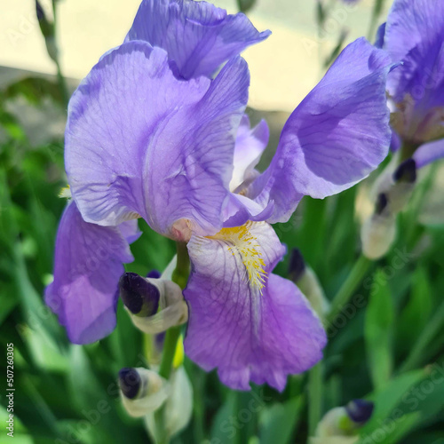beautiful purple irises flowers against the background of green stems and leaves