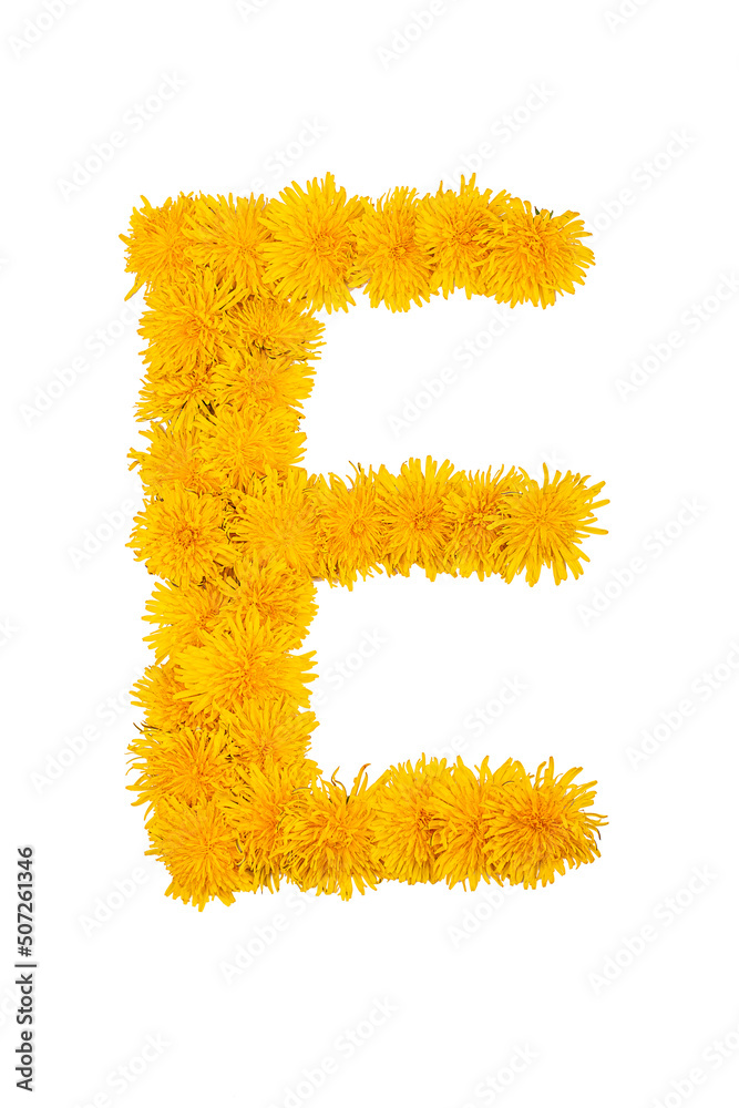 The English alphabet of dandelion flowers is isolated on a white background. Letter E The English alphabet of dandelion flowers is isolated on a white background. Letter E