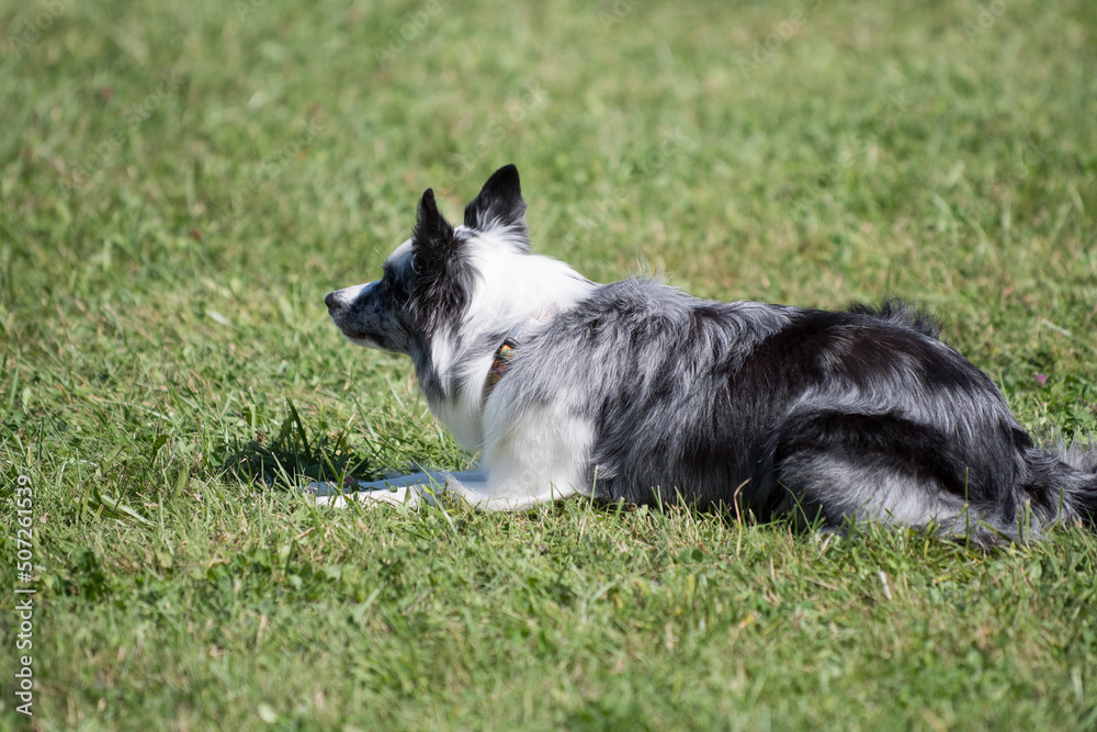 border collie dog laying in the grass