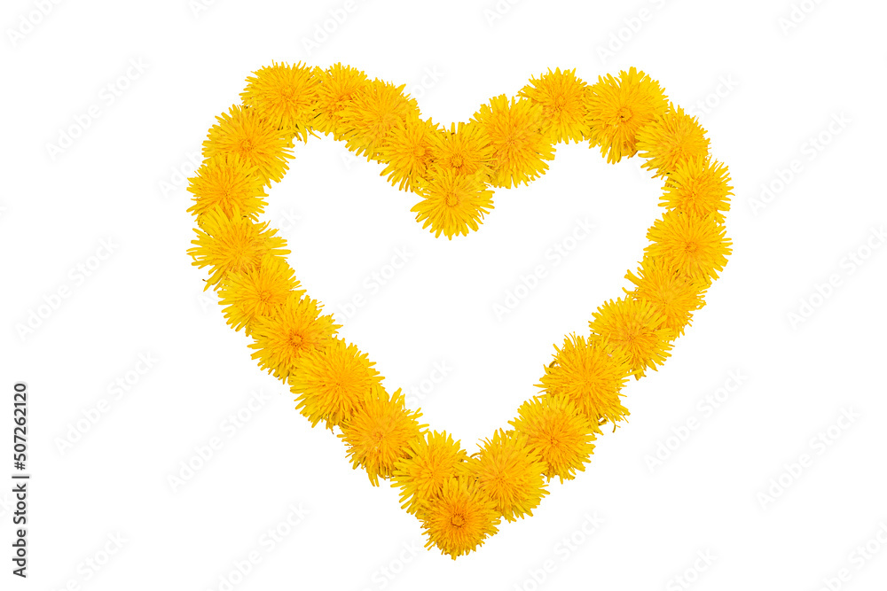 A heart of yellow dandelion flowers on a white background. Copy space A heart of yellow dandelion flowers on a white background. Copy space