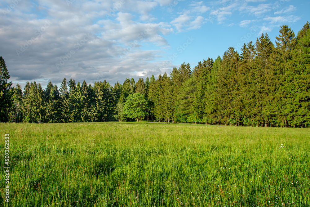 field near the forest and blue sky