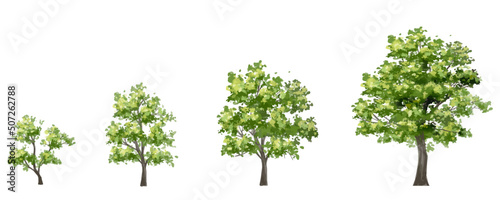 Vector watercolor of tree side view isolated on white background for landscape plan and architecture drawing  elements for environment and garden botanical elements 