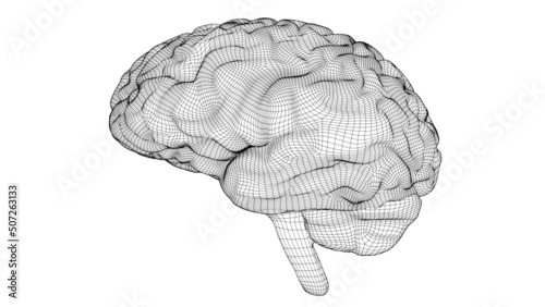 Wireframe brain 3D
