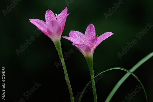 The beauty of the rain lily flower that blooms perfectly with full of morning dew. This pink flower has the scientific name Zephyranthes minuta.  © I Wayan Sumatika