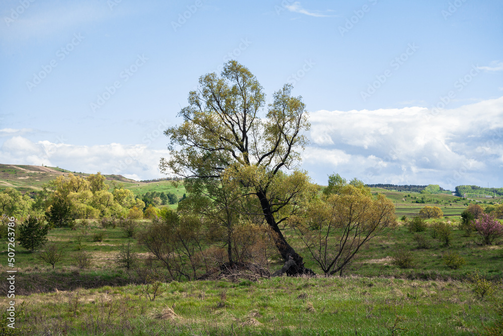 A beautiful lonely green tree. Panorama of the landscape. forest area. forest clearing. Beautiful forest. blue sky with beautiful clouds. with summer flowers. park area.natural forest background. A beautiful lonely green tree. Panorama of the landscape. forest area. forest clearing. Beautiful forest. blue sky with beautiful clouds. with summer flowers. park area.natural forest background.