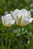Semi-double, fragrant white flowers flamed with green, Tulip Exotic Emperor close up