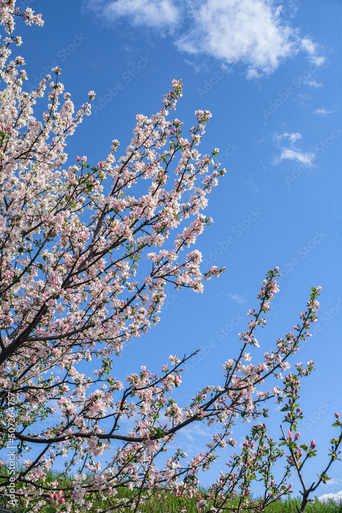 Beautiful spring cherry. in pastel pink and white tones. Sakura. Small depth of field. Close-up of flowering branches of pink cherry, Japanese cherry tree in spring. Spring landscape of Japan Beautiful spring cherry. in pastel pink and white tones. Sakura. Small depth of field. Close-up of flowering branches of pink cherry, Japanese cherry tree in spring. Spring landscape of Japan
