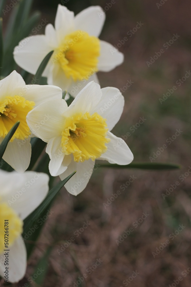 Fototapeta premium yellow and white flowers