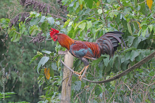 A rooster is looking for food on the ground. Animals that are cultivated for their meat have the scientific name Gallus gallus domesticus. photo