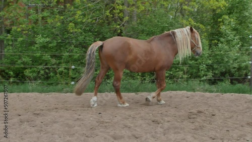 horse taking a crap in paddock