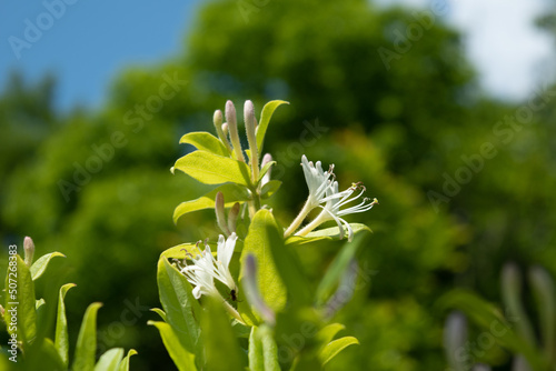 Japanese honeysuckle flowers,, sky and forest in the background photo