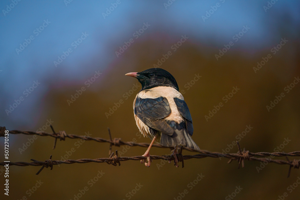 Obraz premium Rosy Starling (Pastor roseus) perched on fence