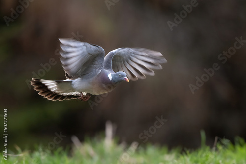Common wood pigeon in flight