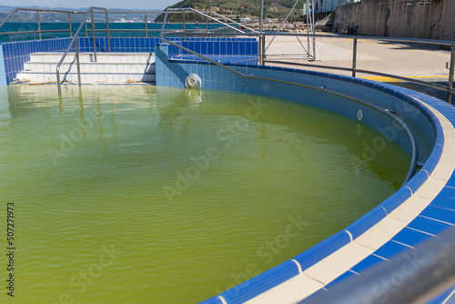 Abandoned swimming pool with dirty green algae water