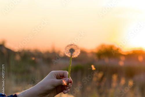 dandelion on the background of the setting sun. Nature and floral botany