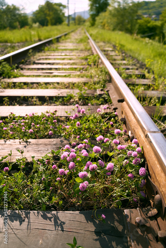 Obraz na płótnie Pink violet blooming clover aka trifolium pratense growing between rails on railway in the fields w salonie