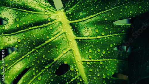 tropical leaf with water drops splashing on surface