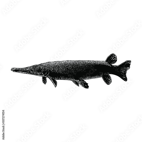 alligator gar illustration isolated on background