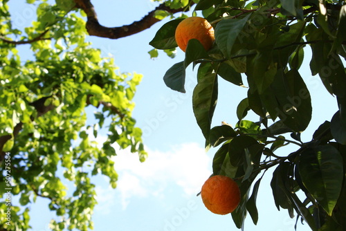 Fotografiet oranges in the tree