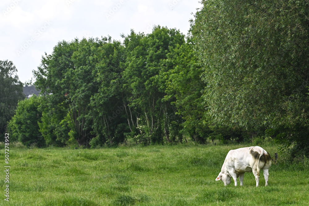Fototapeta premium agriculture environnement culture agricole wallonie farming ferme planete climat terre vache veau lait viande bio paturage champs laitier vert animaux elevage bovin
