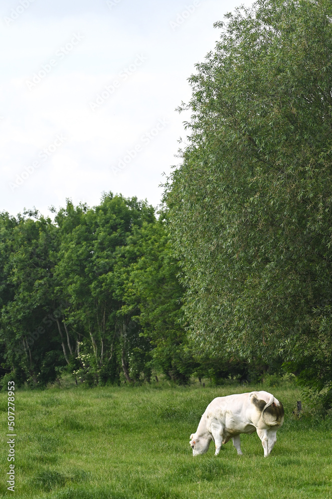 Obraz premium agriculture environnement culture agricole wallonie farming ferme planete climat terre vache veau lait viande bio paturage champs laitier vert animaux elevage bovin