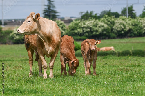 agriculture agricole elevage vache veau viande lait laitier paturage ferme fermier animaux bovin  photo