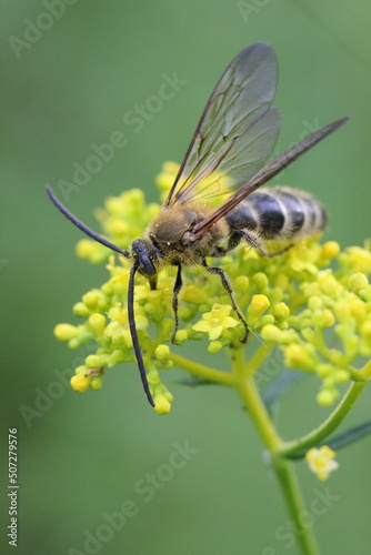黄色のつぶつぶの花の上のハチ