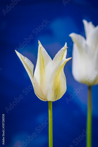 Tulip flower white color close-up macro