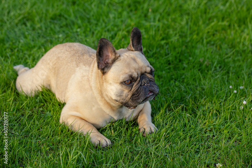 Cute dog french bulldog of beige color lies on the grass