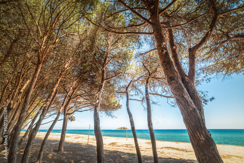 Pine trees by Is Orrosas shore in springtime
