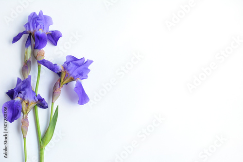 Fototapeta Naklejka Na Ścianę i Meble -  Purple iris on a white background side view. Isolate. copy space