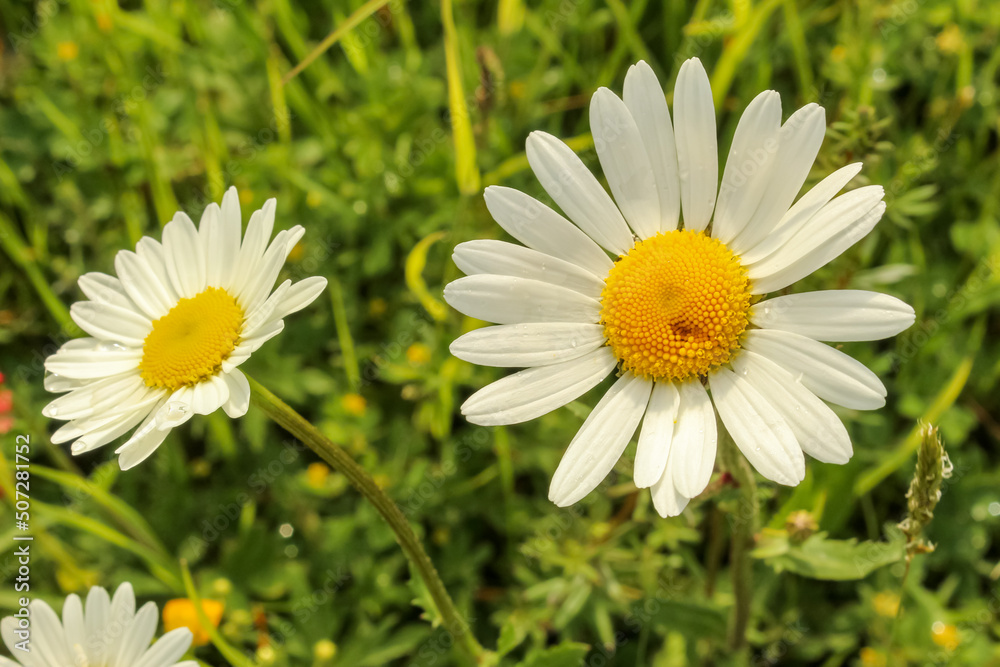 Field of white daisies close-up. Green grass. Blurred background. Two white flowers Field of white daisies close-up. Green grass. Blurred background. Two white flowers