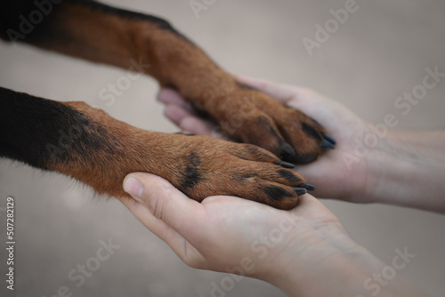Fotobehang Beautiful big cute dog paw