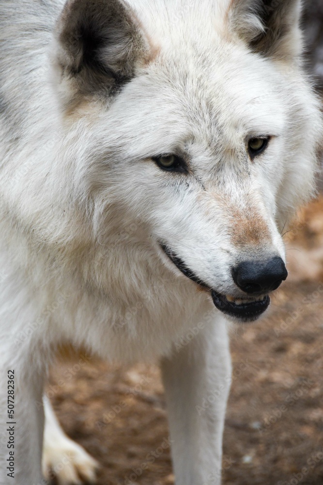 White Wolf White Wolf