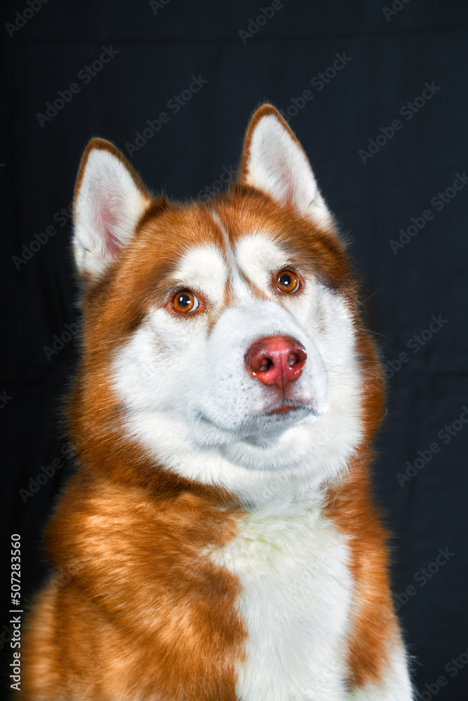Close-up portrait of red husky dog on black background. Close-up portrait of red husky dog on black background.