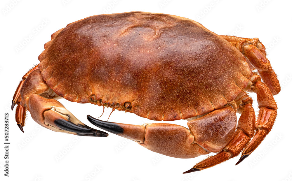 Red crab isolated on white background, full depth of field Red crab isolated on white background, full depth of field
