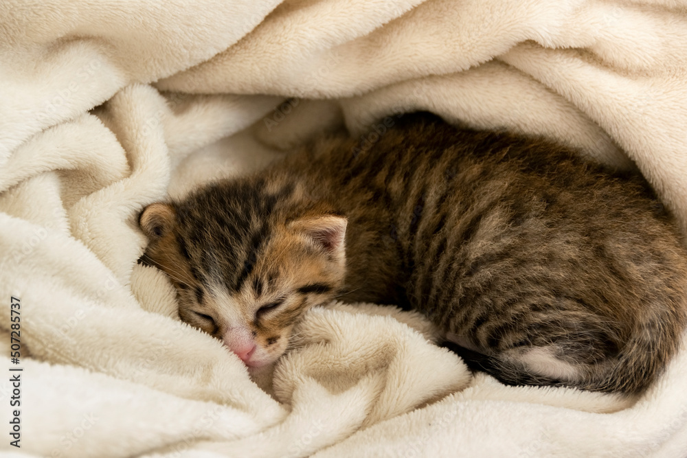Close-up of sleeping kitten, relaxing and cozy time in the soft blanket Close-up of sleeping kitten, relaxing and cozy time in the soft blanket