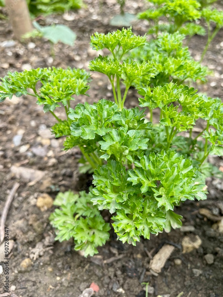 lettuce in the garden