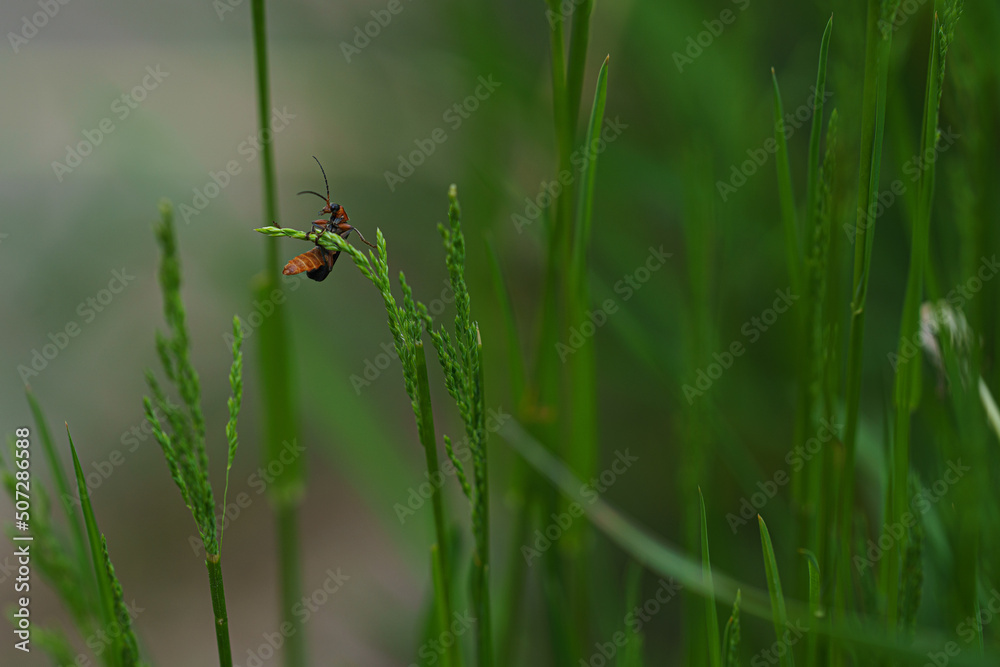 ladybug on grass